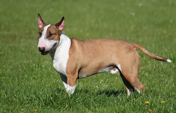 Brown and white Miniature B...