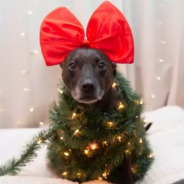 I Am A Decoration Now