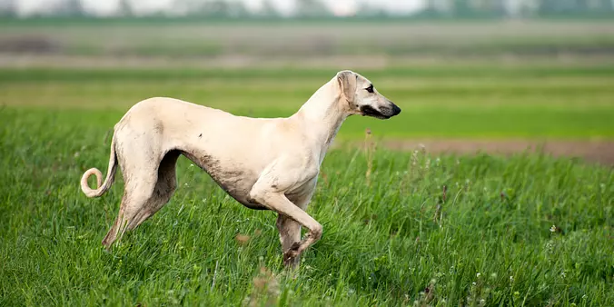 Sloughi dog
