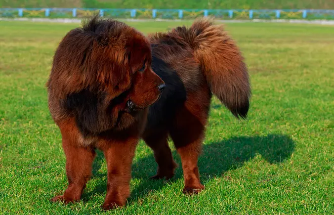 Tibetan Mastiff dog