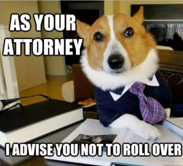 Attorney Dog