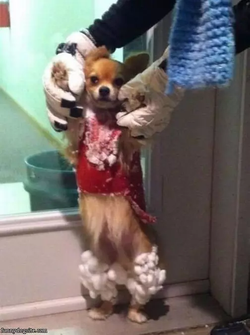They Call Me Snowball
