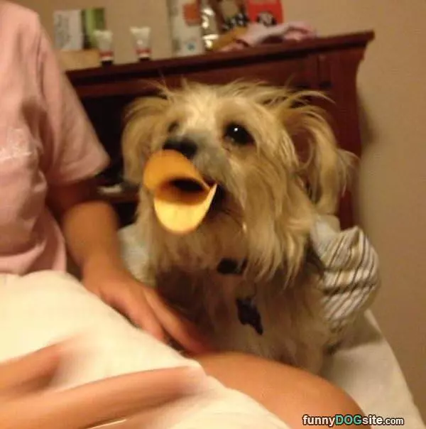 Woof Woof