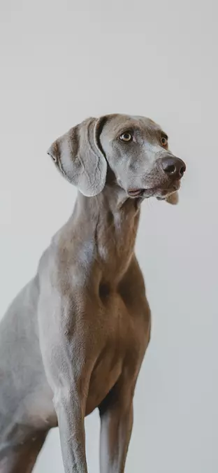 Weimaraner