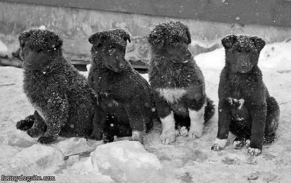 We Like The Snow