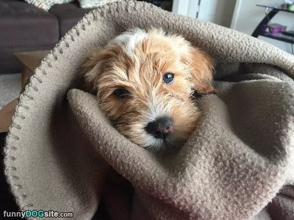Ready For Cuddles