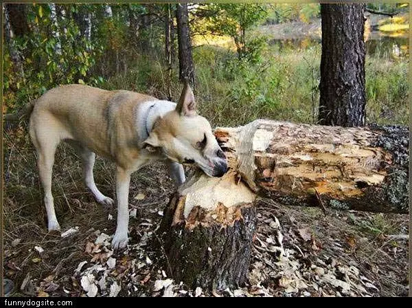 Dog Likes Chewing
