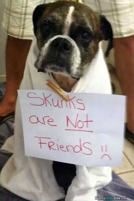 Skunky Friends