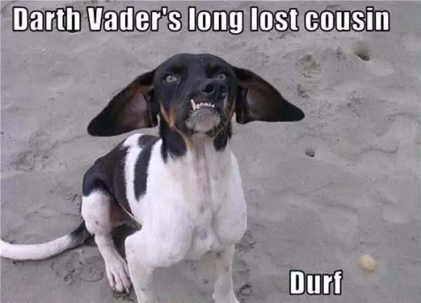 Durf