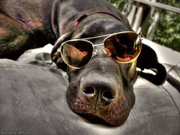 Very Cool Dog Glasses