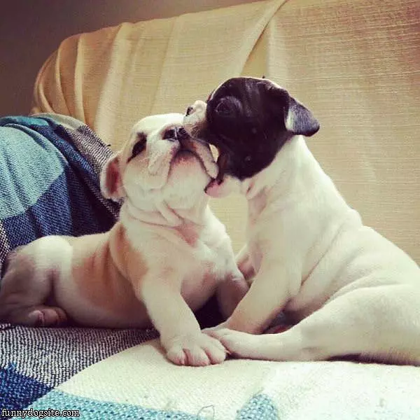 Nom Nom Nom I Will Eat This