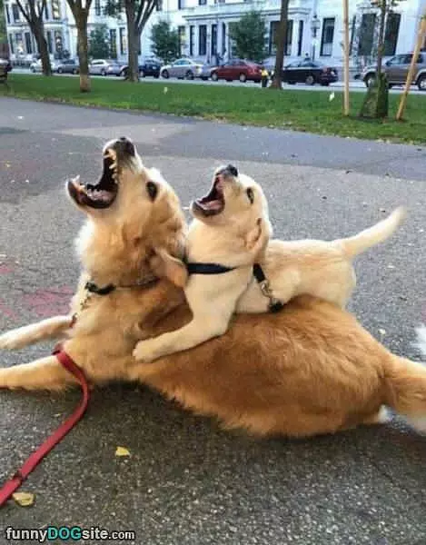 Rawwwwwrrrrrrrr Rawrrrrrrrrrr