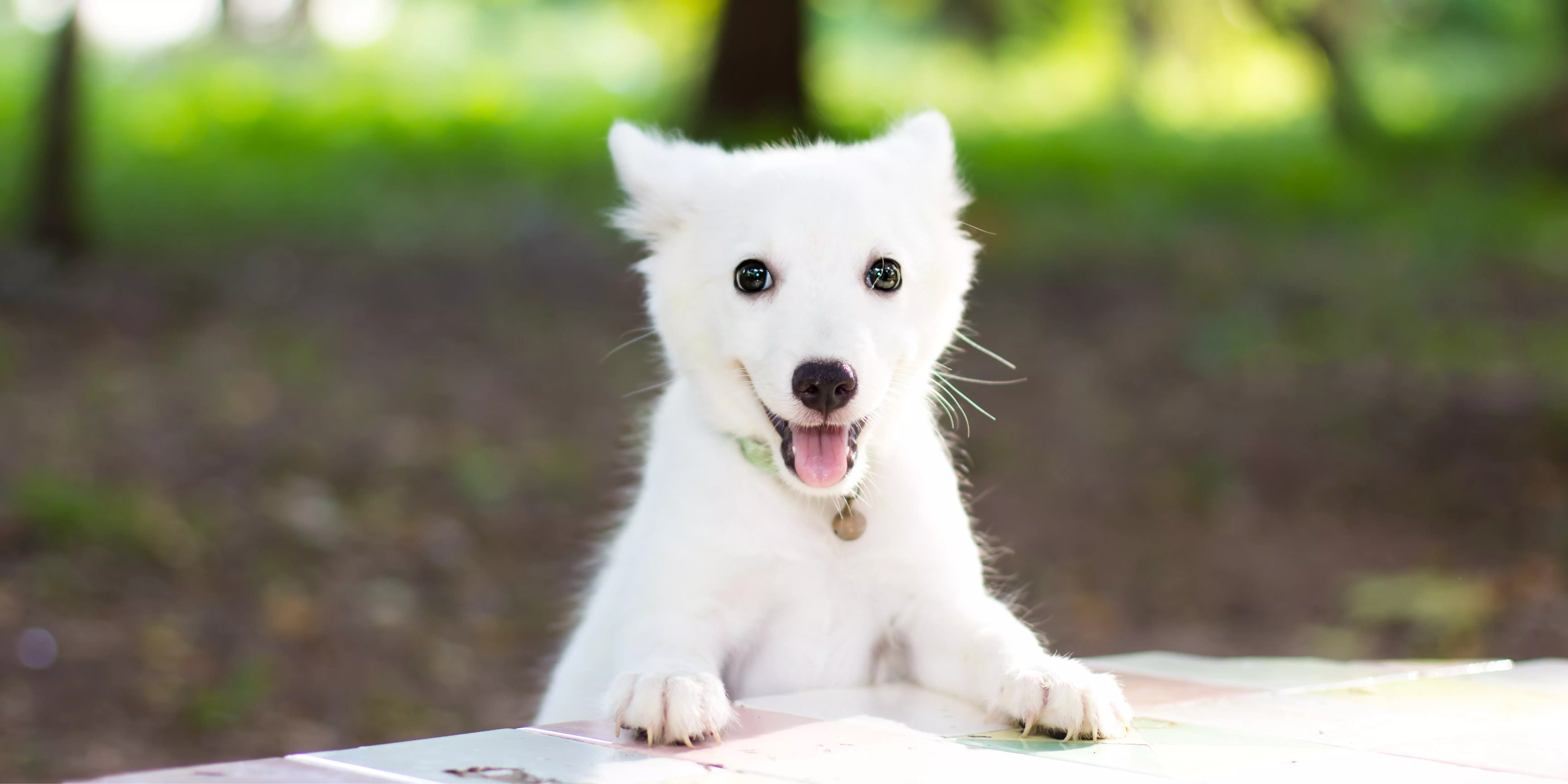 Japanese Spitz