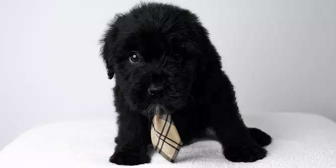 Bouvier des Flandres cover 3