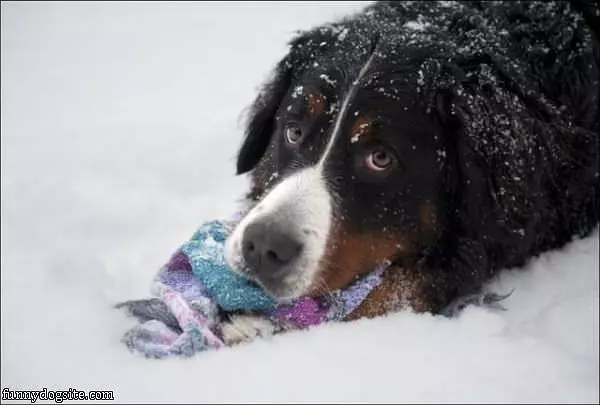 I Has A Sad
