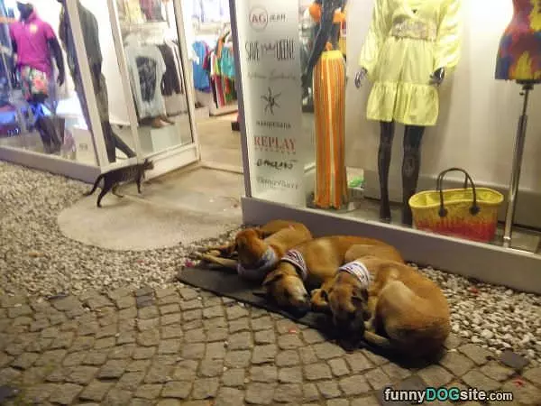 Sharing A Rug