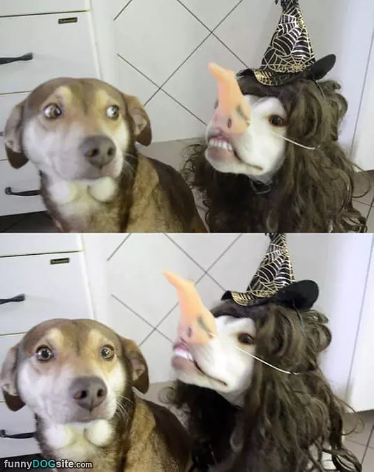 Arf Arff