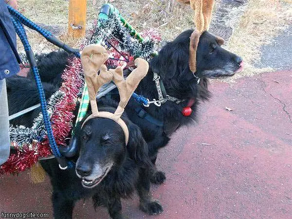 Reindeer