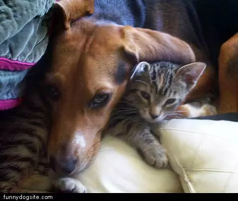 Dog With Cat