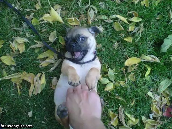Tickle Tickle