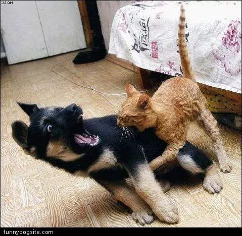 Cat Attack