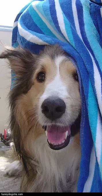 Undercover Dog
