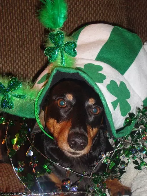 Festive St Pattys Dog