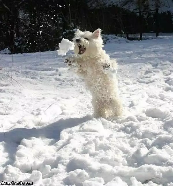 Snowball Attack