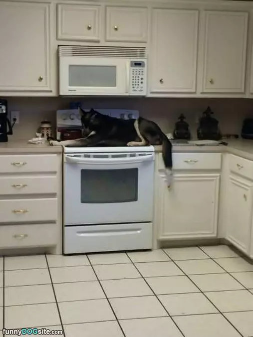 Got Up On The Counter