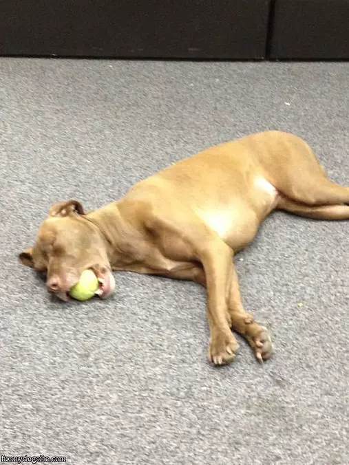 Dreaming Of An Epic Fetch