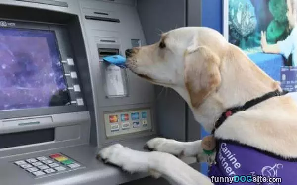 Does This Thing Dispense Treats