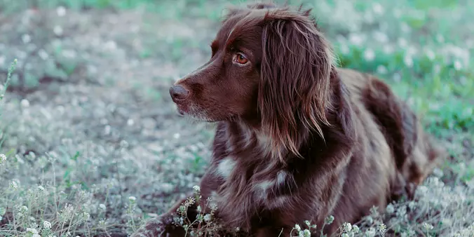 Small Munsterlander dog in ...