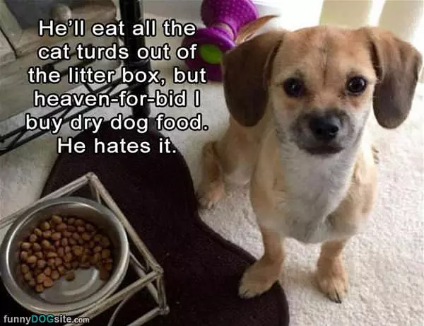 No Dry Food For Me