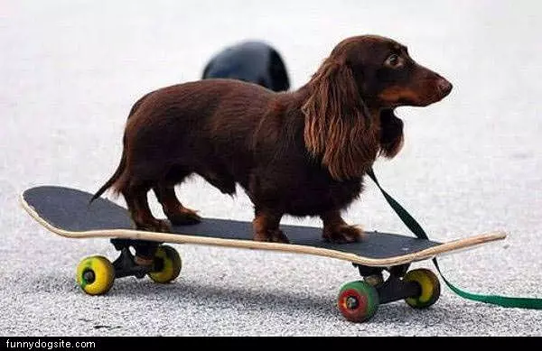 Skateboarder