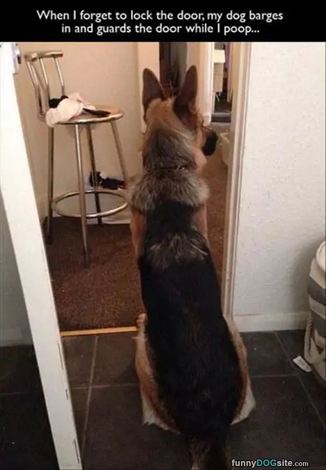 Guard Dog