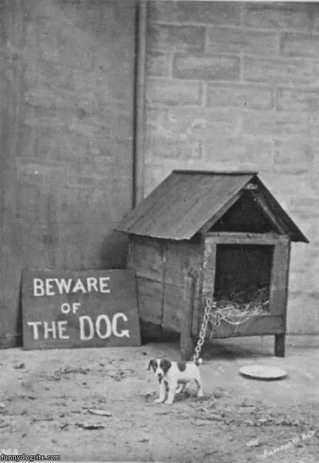Beware Of Dog