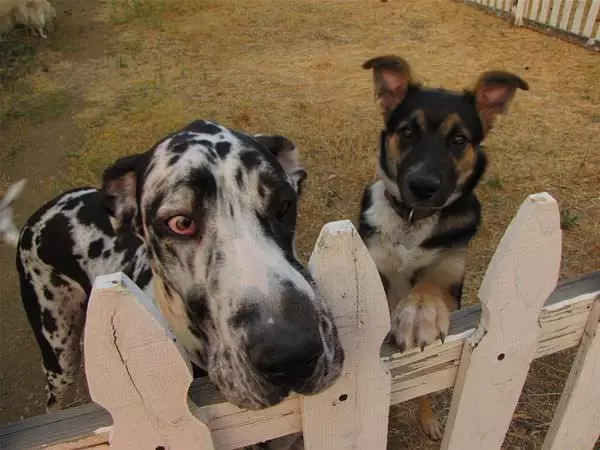 Dalmations