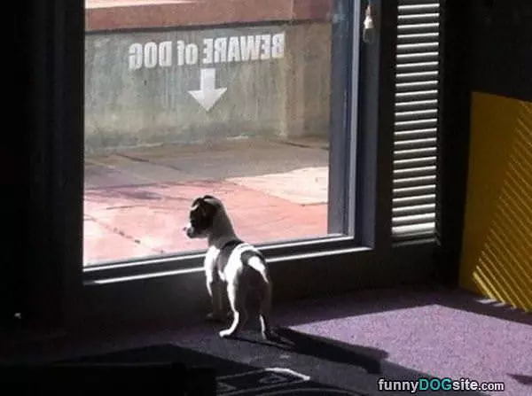 Beware Of Dog