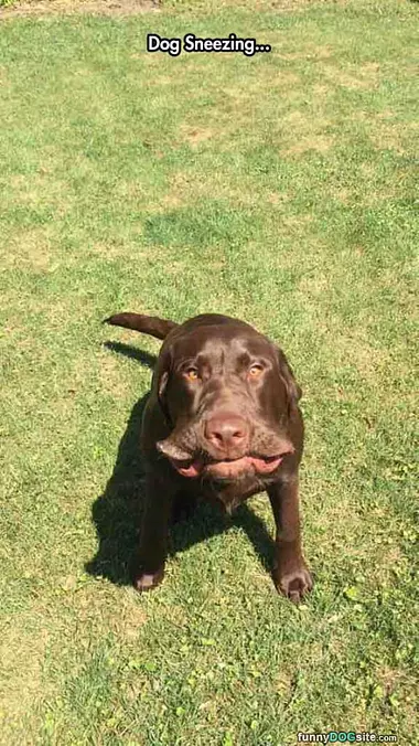 Funny Dog Sneeze