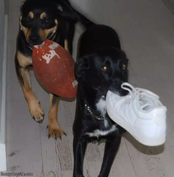 Nom Nom Fetch