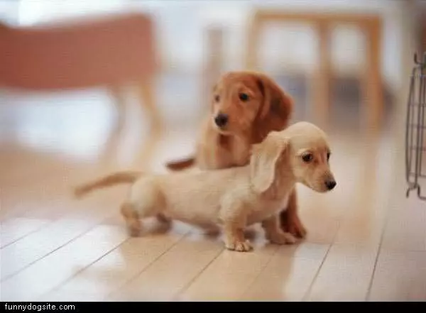 Little Hot Dog