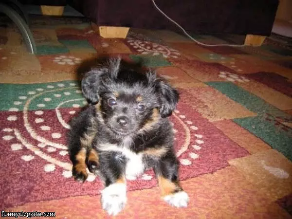 Fuzz Ball Dog