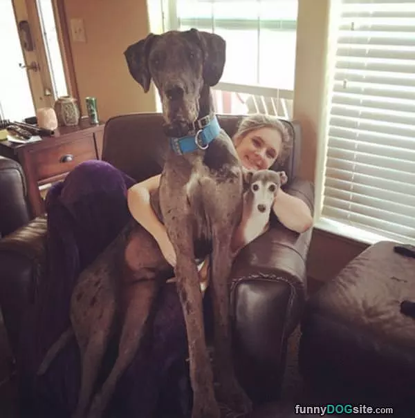 Lap Dogs