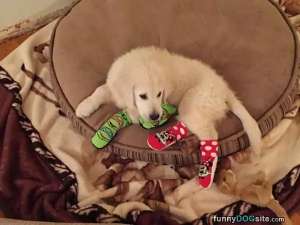I Has Socks