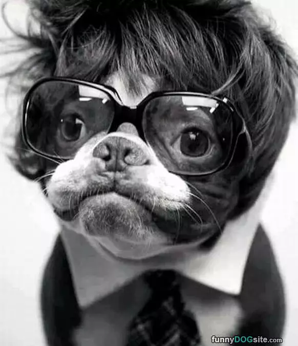 Brainy Pup
