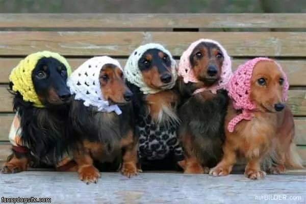 Babtcha Dogs