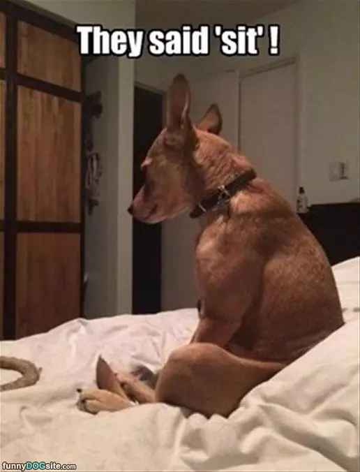 They Said Sit