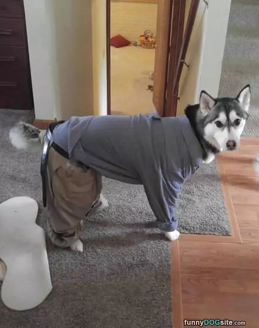 I Has A Suit