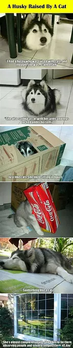 Husky Cat
