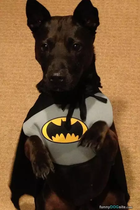 Nanananananana Bat Dog